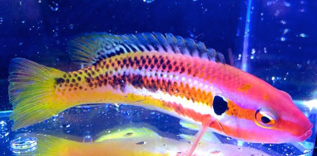 Rare Izu Hogfish Size L : 4" to 5"