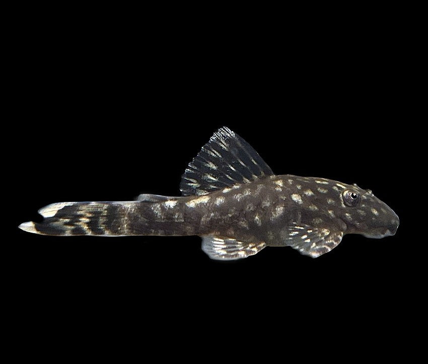 Common Pleco