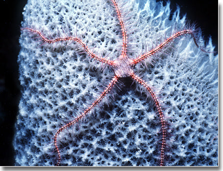 Brittle Starfish Size: M 4" to 5"