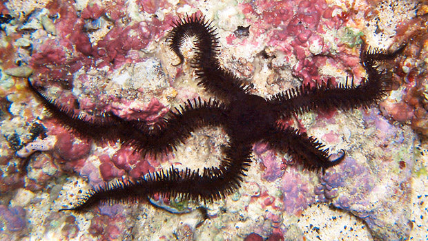 Black Brittle Starfish - Violet Sea Fish and Coral
