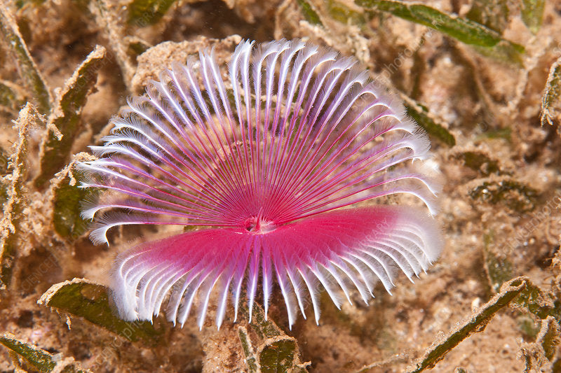 Pink White Feather Duster