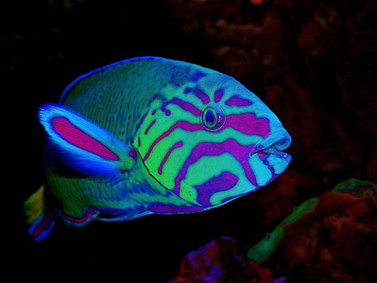 Lunare Wrasse (Hawaii) - Violet Sea Fish and Coral