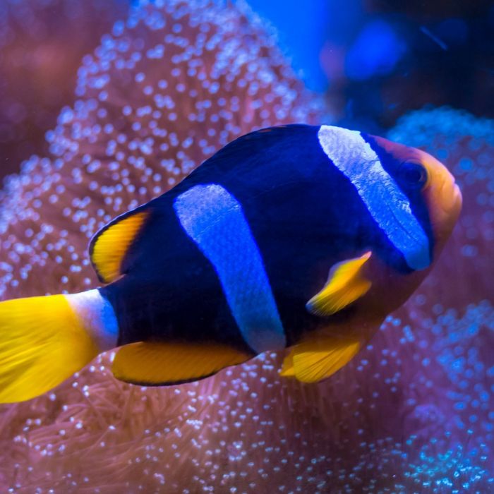 Clarkii Clownfish Size: XL 3" to 3.5" (Black Clarkii Solomon Islands)