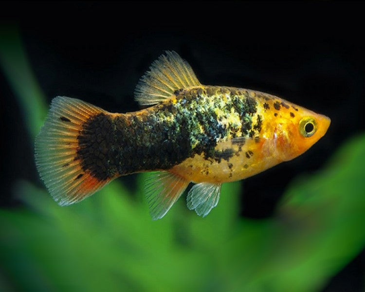 Golden Calico Platy