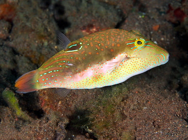 Bennetti's Toby Pufferfish Size: Tiny 1" and Below