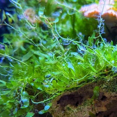 Caulerpa Brachypus Macro Algae Algae/ Pods/ Copepods (Aquacultured) Size