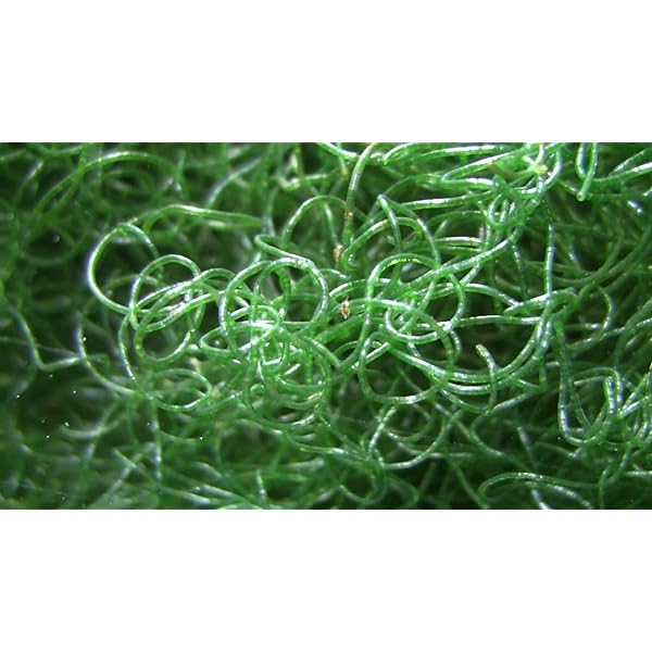 Chaetomorpha Macro Algae/ Pods/ Copepods Size: Very Big Ball/Bunch