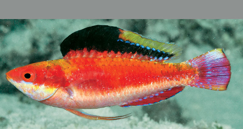 Rare Solomon Islands Condes Fairy Wrasse Size: XL 2.5" to 3.5"