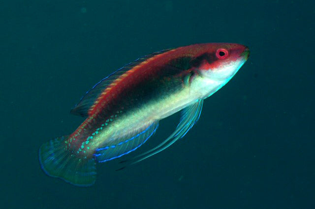 Temminckii Fairy Wrasse - Violet Sea Fish and Coral