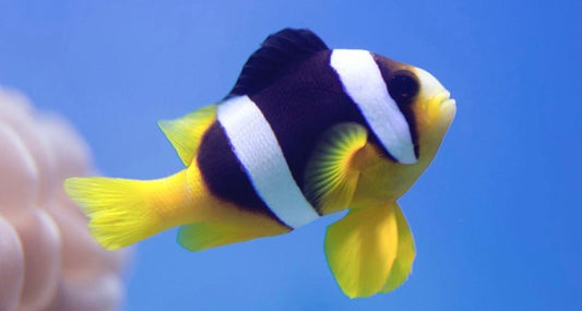 Clarkii Clownfish Size: M 1.5" to 2"