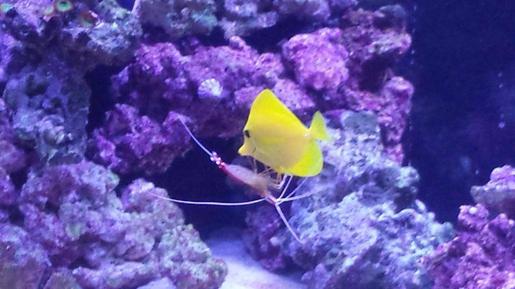 Scarlet Cleaner Shrimp - Violet Aquarium