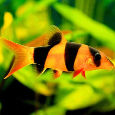 Clown Loach