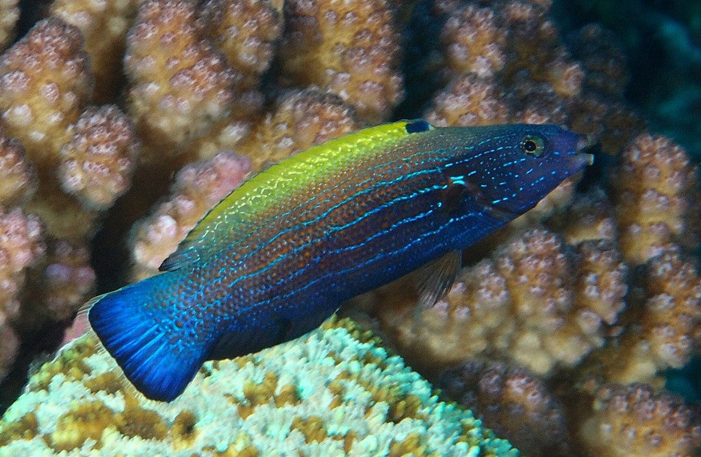 Yellowback Comet Wrasse - Violet Sea Fish and Coral