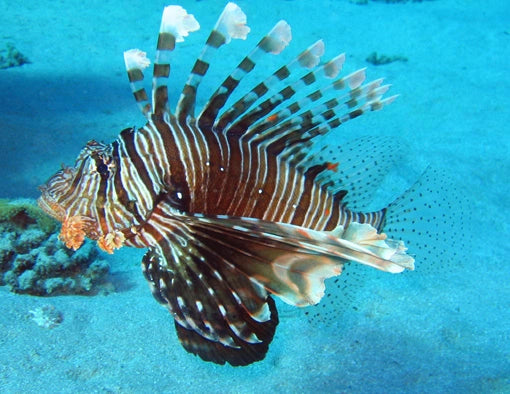 Devil's Lionfish Size: XXXL/Show 8" and Above