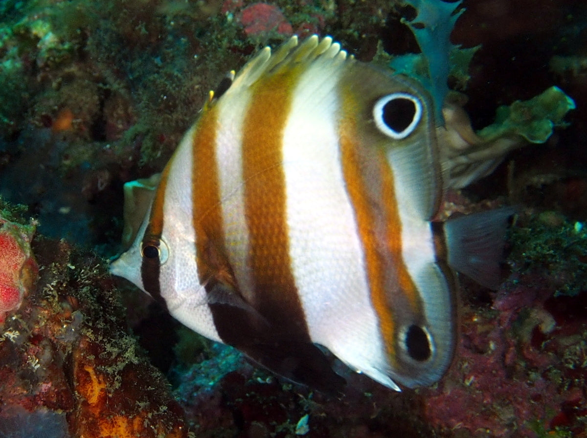 Golden Girdled Butterflyfish (Solomon Islands) Size: M 3" to 4"
