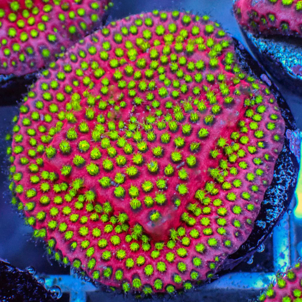 Ultra Eletric Daisy Stylo Size: M 0.5" to 0.75" - Violet Aquarium