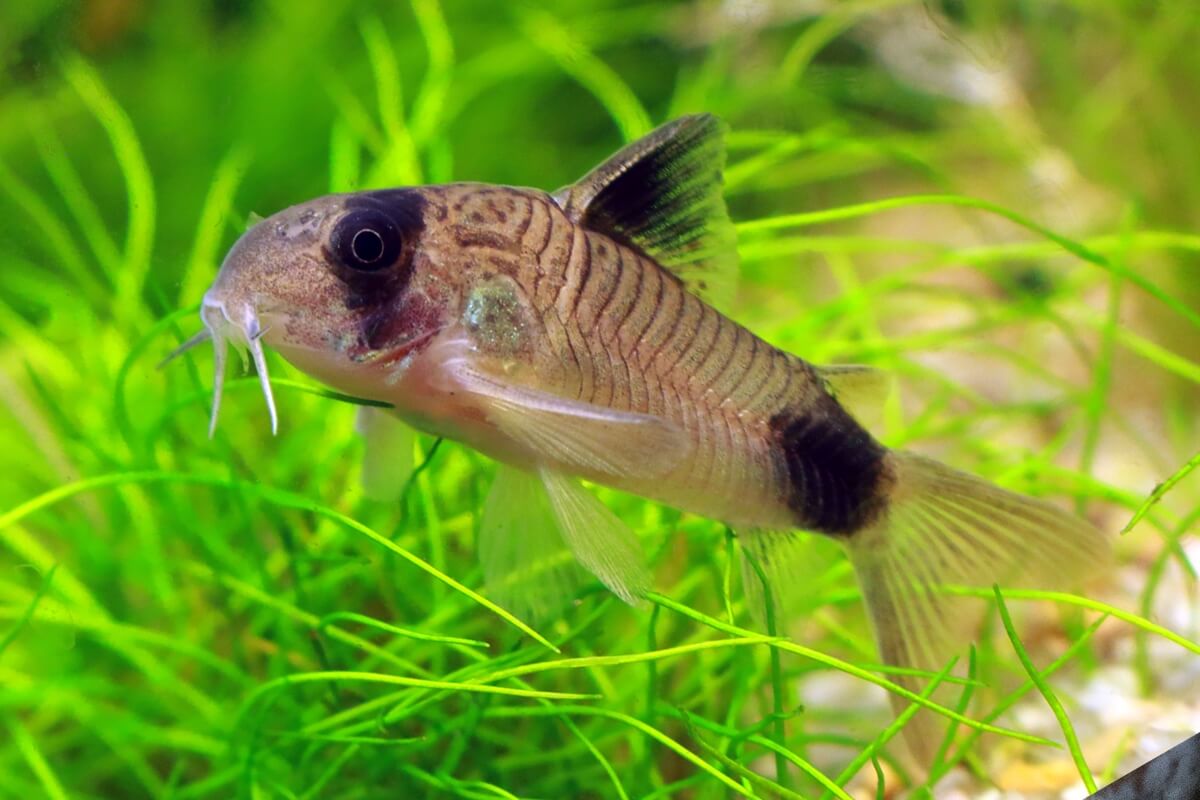 Panda Corydoras