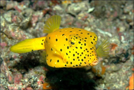 Yellow Boxfish - Violet Sea Fish and Coral