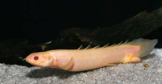 Cuvier's Bichir (Albino)