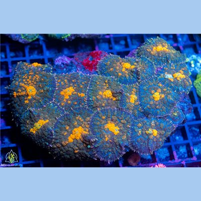Indo Bounce Type Rhodactis Mushroom Mother Colony IUYMC102201 WYSIWYG