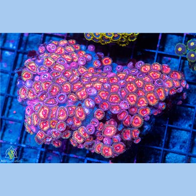 Indo Ultra Gold Dust Zoa Mother Colony IUGDZMC102201 WYSIWYG