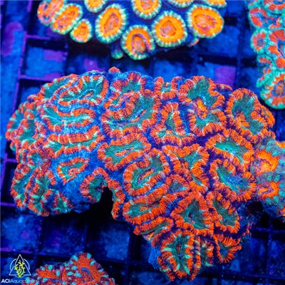 Aussie Ultra Acan Lordhowensis Mother Colony AUALMC102202 WYSIWYG