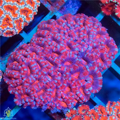 Aussie Ultra Acan Lordhowensis Mother Colony AUALMC102203 WYSIWYG