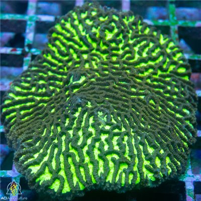 Aussie Ultra Neon Platygyra Mother Colony ARPMC102201 WYSIWYG