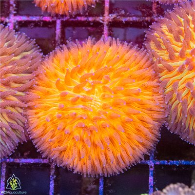 Indo Orange Plate Coral Mother Colony NYALMC102201 WYSIWYG