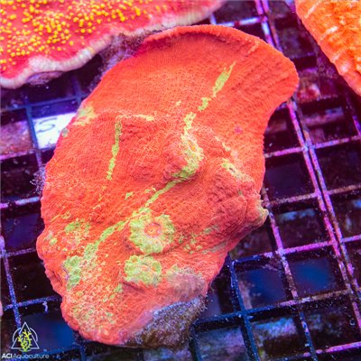 Indo Colorful Chalice Mother Colony ICCMC102201 WYSIWYG