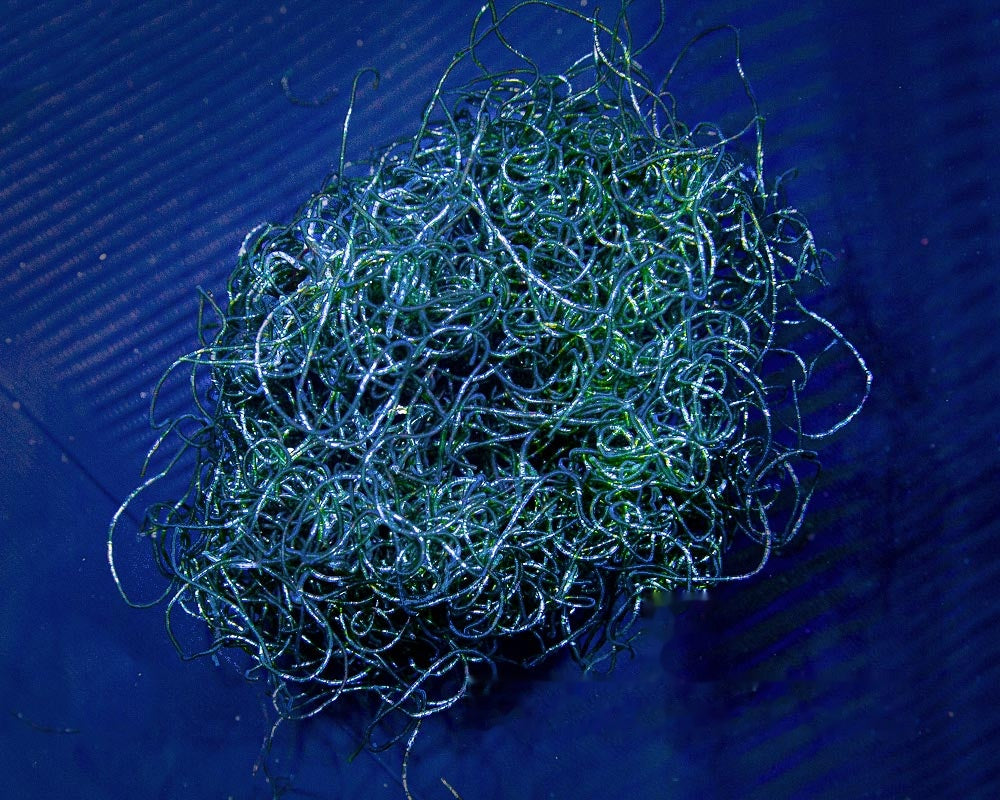 Chaetomorpha Macro Algae/ Pods/ Copepods (Aquacutured) Size: Very Big Ball/Bunch - Violet Aquarium