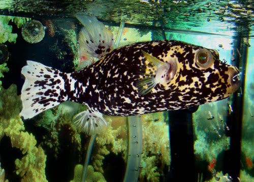 Rare Solomon Islands Black Dalmation PufferFish Size: M 3" to 4"