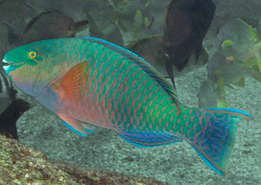 Oman Dhofar Parrotfish Size: M 2" to 2.5"