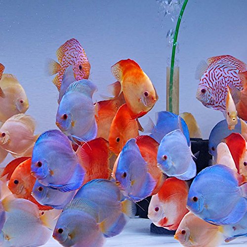 Discus Assorted(Maldives) Size: Tiny 1" or Below