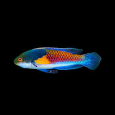 Yellow Flanked Fairy Wrasse Size: L 2.5 to 3" - Violet Aquarium