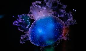 Upside Down Jellyfish Size: M 2.5"-3.5" Diameter Approx