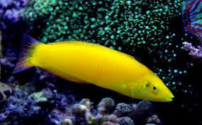 Yellow Coris Wrasse - Violet Sea Fish and Coral