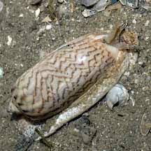 Elegant Olive Snail