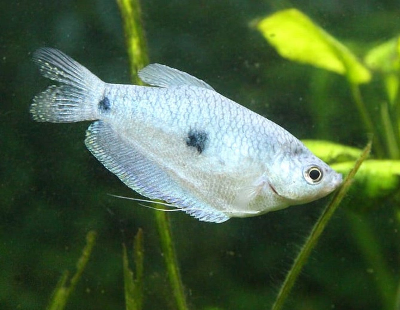 Blue Gourami Size: S 2" to 2.5"