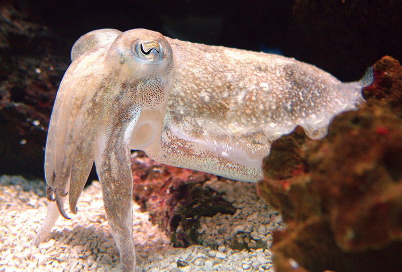 Dwarf Cuttlefish Size: S 1" to 2"