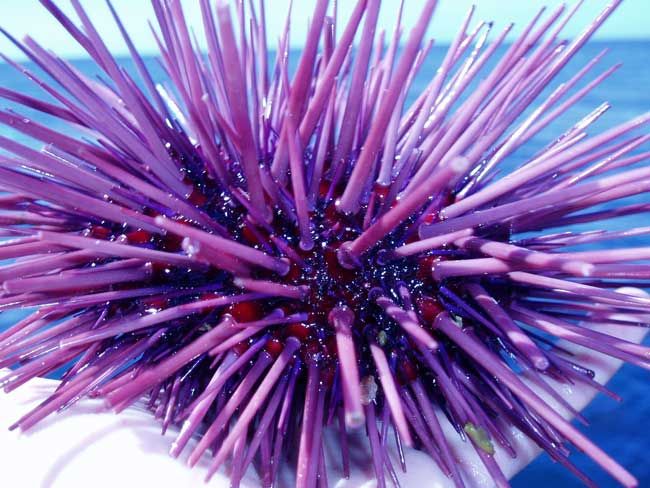 Pink Purple Pencil Urchin