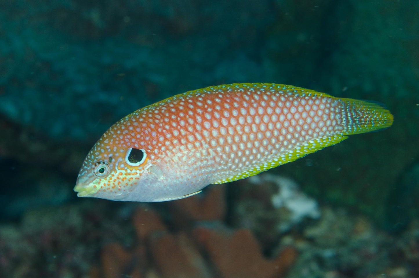 Tonga Ear Leopard Wrasse Size: L 3" to 4"