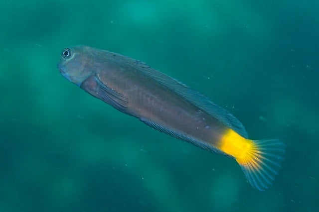 Blue Spot Black Widow Blenny