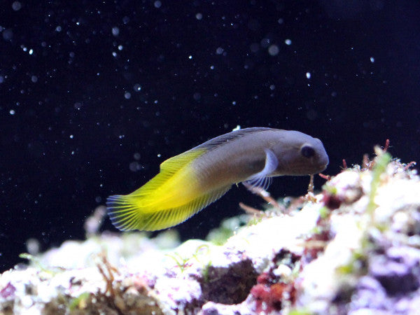 Goldentail Combtooth Blenny