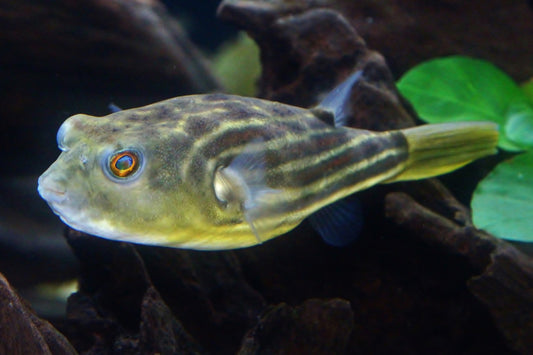 Fahaka Pufferfish Size: Tiny 1" and Below