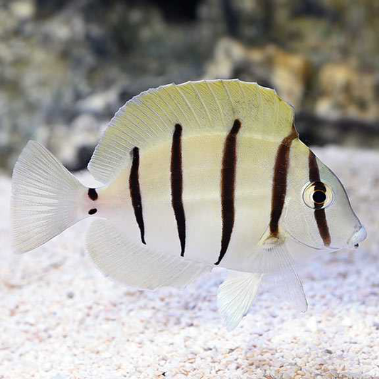 Convict Tang - Violet Sea Fish and Coral