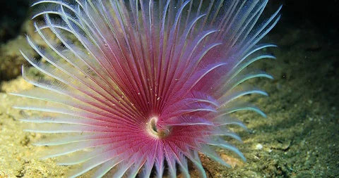 Pink White Feather Duster