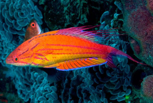 Filamented Flasher Wrasse - Violet Sea Fish and Coral
