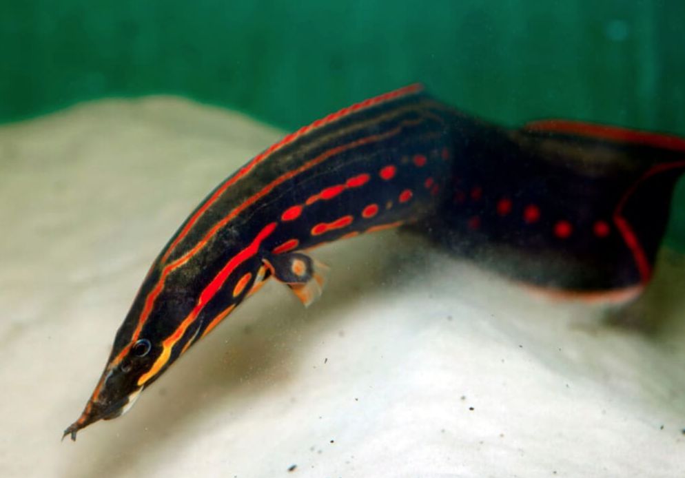 Fire Eel