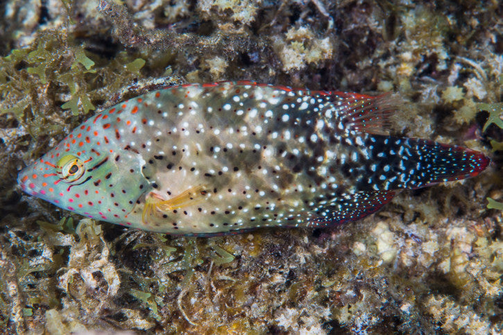 Floral Wrasse Size: M 3" to 4" - Violet Aquarium